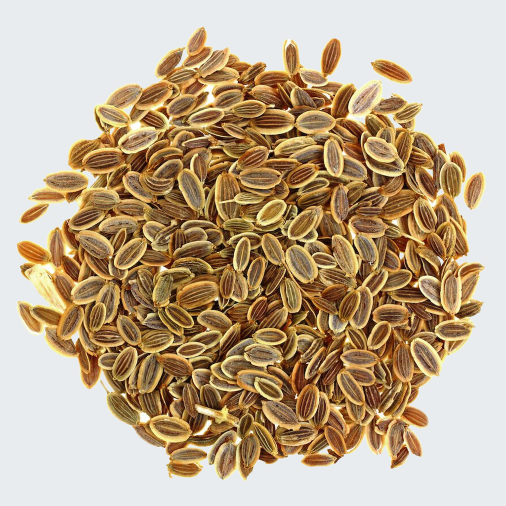 DILL SEED ESSENTIAL OIL 100% PURE NATURAL Anethum  graveolens