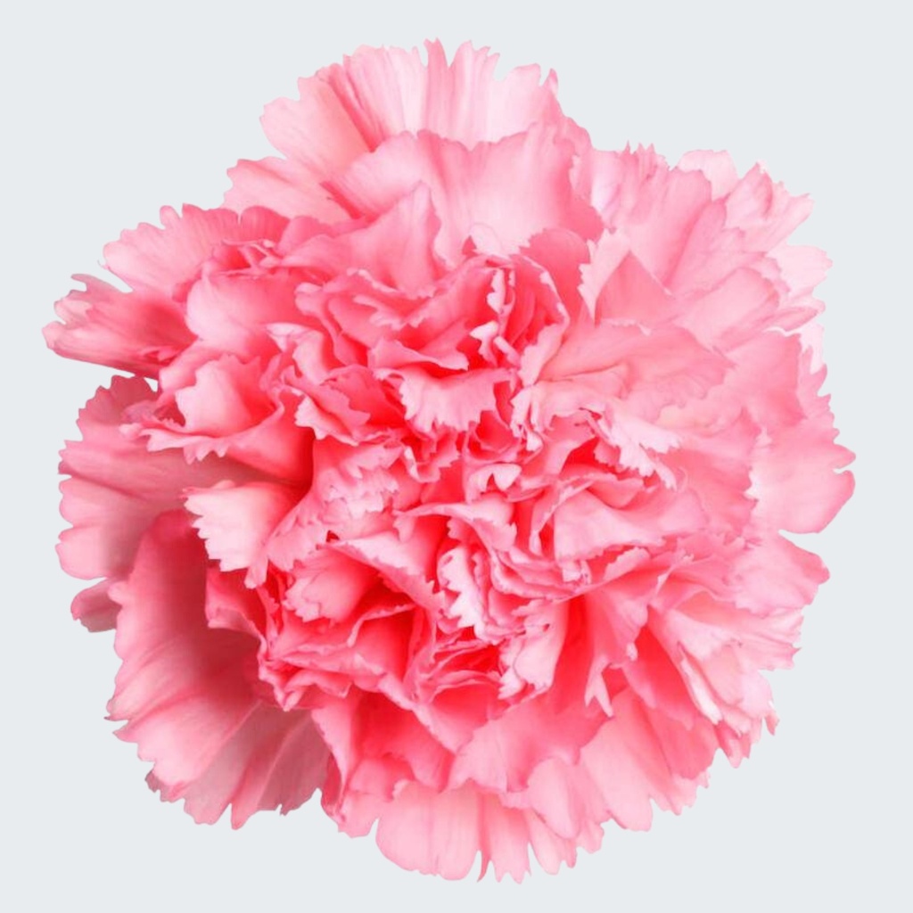 CARNATION ABSOLUTE OIL 100% PURE Dianthus caryophyllus